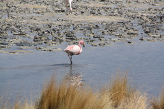 Phoenicopteridae