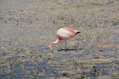 Phoenicopteridae