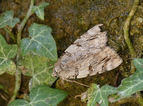 Catocala electa