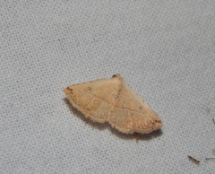 Eublemma gayneri