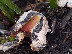 Fuligo septica candida