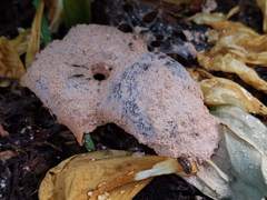 Fuligo septica candida