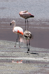 Phoenicoparrus andinus