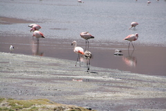 Phoenicoparrus andinus