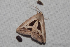 Cuneisigna obstans