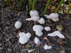 Fuligo septica candida