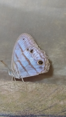 Magneuptychia