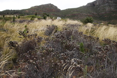Phylica pubescens
