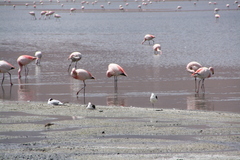 Phoenicoparrus andinus