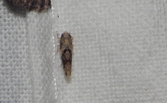 Scaphoideus omani