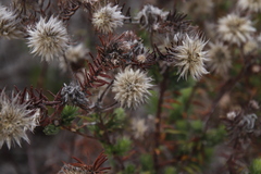 Phylica pubescens
