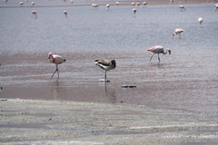 Phoenicoparrus andinus