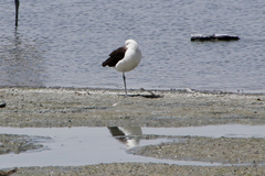 Recurvirostra andina