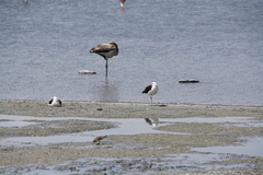 Recurvirostra andina