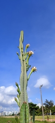 Cereeae
