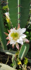 Cereeae