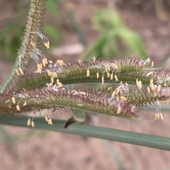 Dactyloctenium giganteum