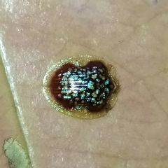 Microctenochira conscripta