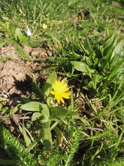 Calendula arvensis