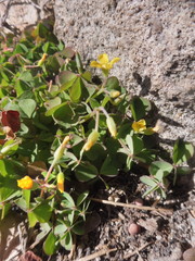 Oxalis corniculata