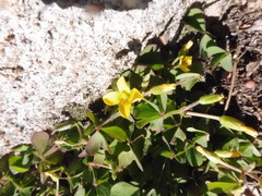 Oxalis corniculata