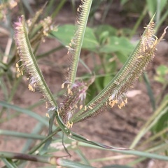 Dactyloctenium giganteum
