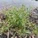 Cursed Crowfoot - Photo (c) Kimbrint, some rights reserved (CC BY-NC), uploaded by Kimbrint