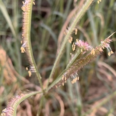 Dactyloctenium giganteum