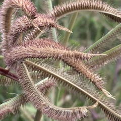 Dactyloctenium giganteum