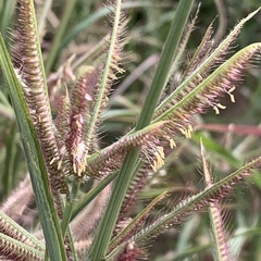 Dactyloctenium giganteum