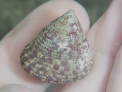 Trochus intextus