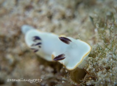 Ardeadoris scottjohnsoni