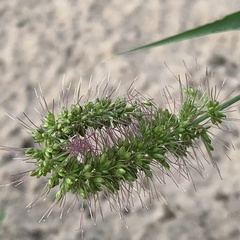 Setaria verticillata image