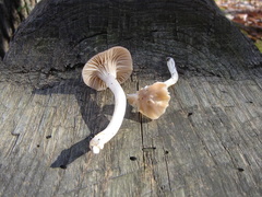 Cuphophyllus borealis