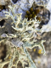 Evernia mesomorpha