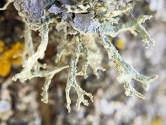 Evernia mesomorpha