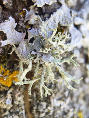 Evernia mesomorpha