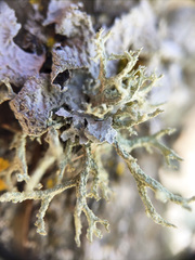 Evernia mesomorpha