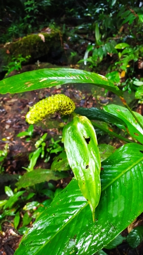 Spathiphyllum humboldtii (Spathiphyllum humboldtii)