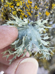 Ramalina sinensis
