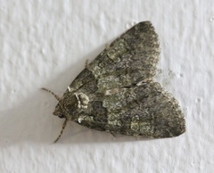 Olivenebula subsericata