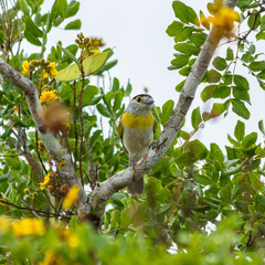 Pachyramphus viridis