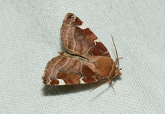 Cosmia diffinis