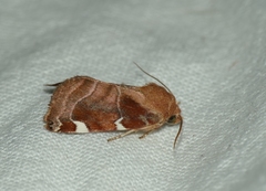 Cosmia diffinis