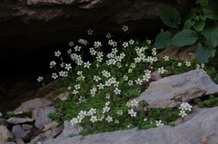 Saxifraga praetermissa