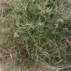 Dactyloctenium giganteum