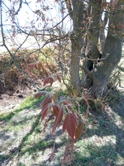 Acer negundo