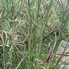 Dactyloctenium giganteum