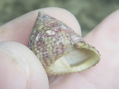 Trochus intextus
