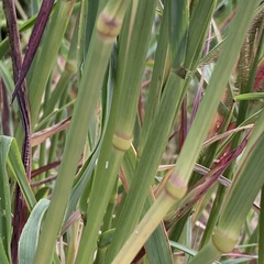 Dactyloctenium giganteum